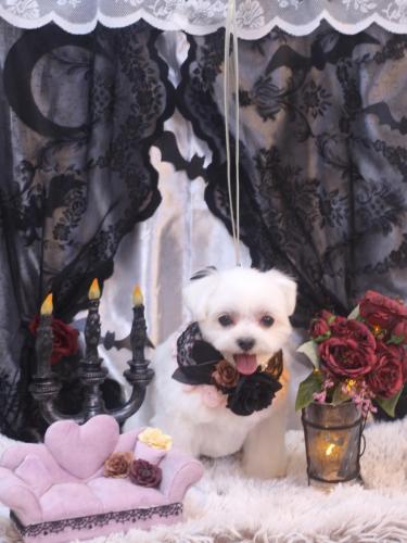 20231028マルちゃん